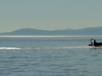 17183CrLe - Whale watching, Victoria.JPG
